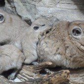 Gundi-Nachwuchs im Doppelpack