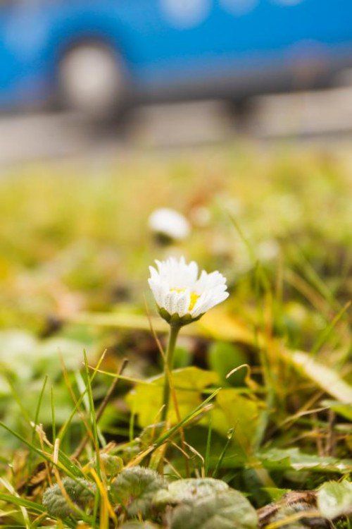 In Vorarlberg blühen bereits Gänseblümchen.  FOTO: VN/Steurer