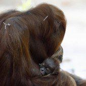 Niedlicher Orang-Utan-Nachwuchs