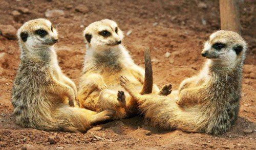 Meerkats relax under a heating light during cold temperatures in the Erfurt zoo, central Germany, Thursday, March 8, 2012. (Foto:Jens Meyer/AP/dapd)