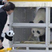 Staatsempfang für zwei Pandas in Belgien