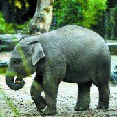 Tierischer Geburtstag