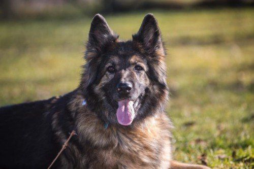 Vorarlberger Tierschutzheim, TinaAltdeutscher Schäferhund, weiblich/kastriert geb. 2004. ich bin trotz meines Alters eine sehr aktive Hündin.
Zu meinen Hobbys gehören Ball spielen, aportieren
und ausgiebige Spaziergänge. Artgenossen sind
nicht unbedingt mein Ding. In meinem neuen zu
Hause dürfen gerne Kinder und Katzen sein.