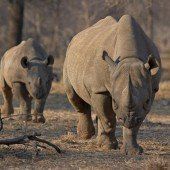 Mikrochips gegen Nashorn-Wilderei