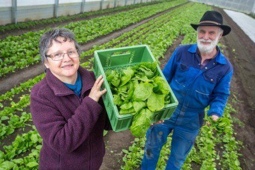 Gertrud und Peter Grabher, Firma Wegwarte, feature, ernte, spinat