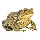 Amphibienwanderung beginnt: Helfer gesucht
