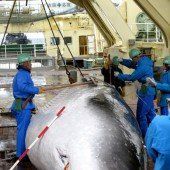UN-Gericht stoppt Japans Jagd auf Wale