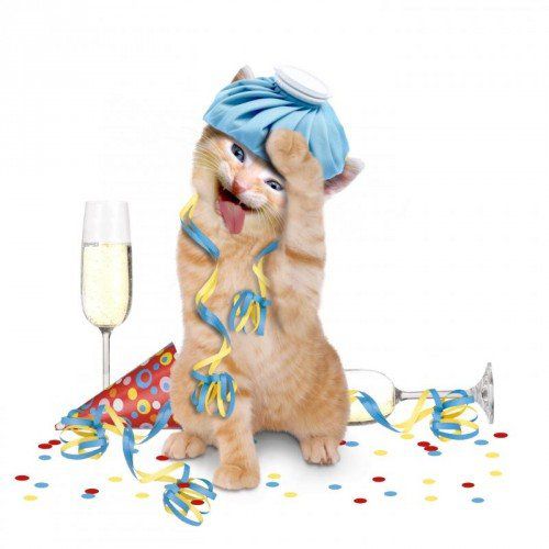 Katze, Kater mit Eisbeutel auf dem Kopf