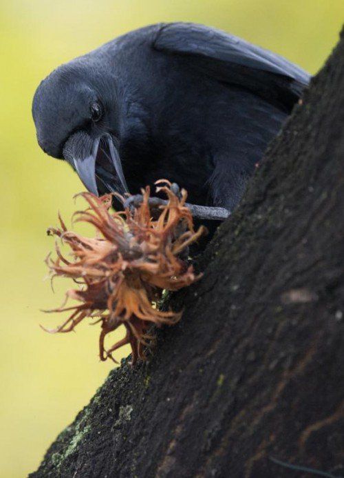 Rabenvögel holen sich die Nahrung dort, wo sie am leichtesten zu kriegen ist. Foto: dpa