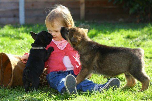Tierbaby der Woche; die 2jährige Greta aus Dornbirn mit der französische Bulldoge - 8 Wochen alt und Schäfer - 6 Wochen alt, Infos unter 0664/5462470