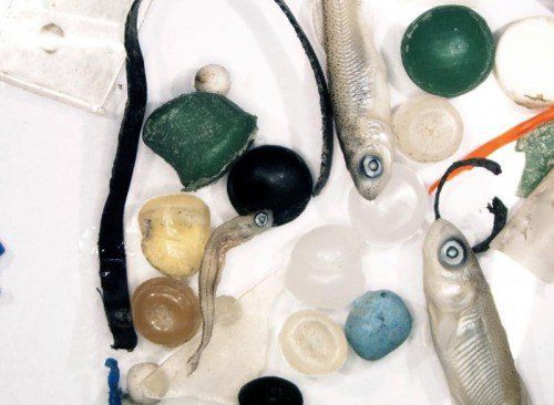 Verwechseln Fische Plastikpartikel mit Beute, kann das letztlich auch zum Tod führen. Foto: APA
