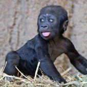 Süßer Gorilla-Nachwuchs