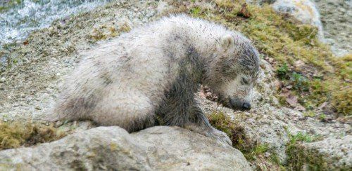 Ein Bärchen muß ein Schläfchen machen - die 16 Wochen alten Eisbären-Zwillinge spielen am 04.04.2014 in München (Bayern) im Freigehege des Tierpark Hellabrunn. Die Eisbären kamen 09.12.2013 zur Welt und werden in der kommenden Woche getauft. Foto: Marc Müller/dpa +++(c) dpa - Bildfunk+++