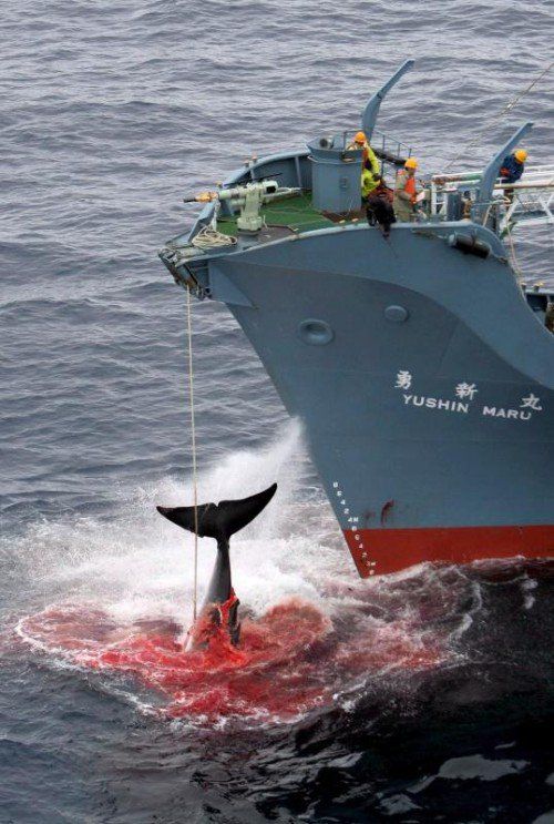 Ein harpunierter Wal wird an Bord eines japanischen Walfangschiffes gezogen, das im Atlantischen Ozean kreuzt.   FOTO: Greenpeace/dpa
