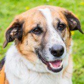 Hunde brauchen als Rudeltiere die Menschen