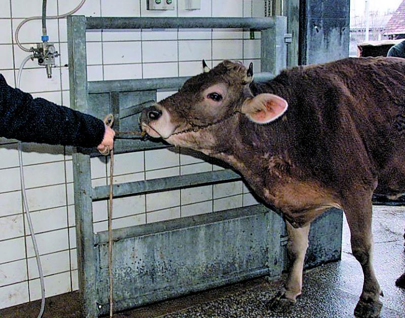 Wann Wird Ein Kalb Geschlachtet epaper.vn.at