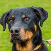 Buddy, Lilly, Chicco und Effe suchen einen Platz