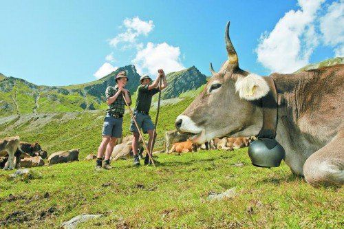 3500 landwirtschaftliche Betriebe erhalten knapp 90 Prozent der EU-Agrar-Subventionen. Foto: Berchtold