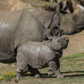 Kleines Nashorn ganz groß