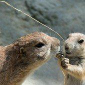 Spielen im Zoo