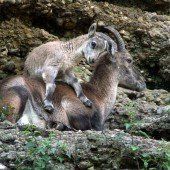 Babyboom im Salzburger Zoo