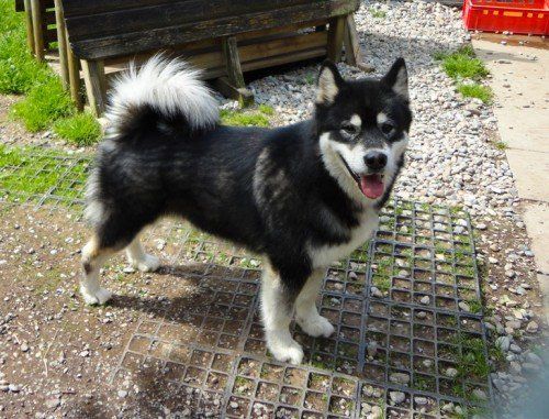 Der einsame Malamute Skalli und süße Kleintiere warten. Fotos: MK