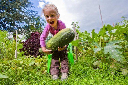 Emily aus Hörbranz zeigt’s mit einer Riesen-Zucchini vor: Aber ganz so groß muss ihr geerntetes Obst und Gemüse freilich nicht sein.  VN/Steurer