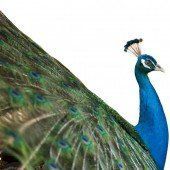 „Dia stellt da Grind wio an Pfau“