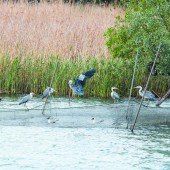Fischernetze im Belagerungszustand