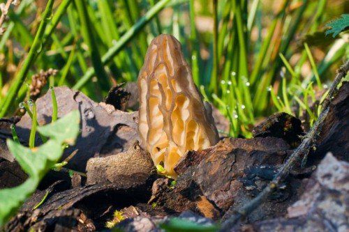 Gut versteckt: Spitzmorcheln findet man auch in Vorarlberg.  