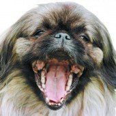 Aus Zorn auf Gattin Familienhund mit dem Auto zwei Mal überfahren