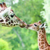 Liebkosung für die Mama