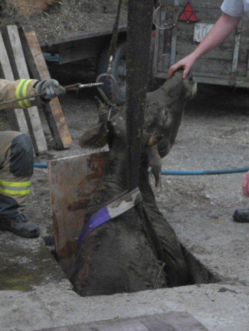 Rind konnte unverletzt geborgen werden. Foto: PI Lustenau