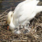 Mein lieber Schwan!