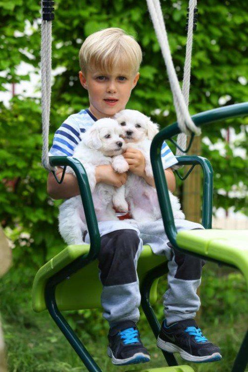 Tierbaby der Woche mit dem 3jährigen Justin aus Lochau; und 6 Wochen alten Malteser Welpen