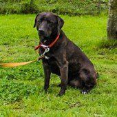 Drei liebe Hunde suchen Zuhause