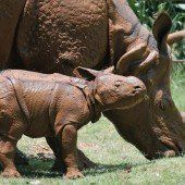 Ein seltenes Rhinozeros