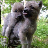Unzertrennliche Wolfswelpen