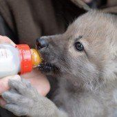 Hungriges Wolfsbaby