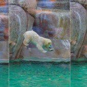 Kleine Wasserratten