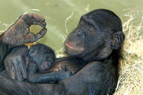 HANDOUT - Das Zwergschimpansenweibchen Opala hält am 06.06.2014 im Zoo in Berlin ihr neugeborendes Bonobo-Baby in den Armen. Um 07.30 Uhr wurde das vermutliche Mädchen geboren. Foto: Peter Griesbach/Zoo Berlin/dpa REDAKTIONSHINWEIS: Nur für redaktionelle Nutzung und nur bei Nennung der Quelle: Peter Griesbach (Zoo Berlin) +++(c) dpa - Bildfunk+++