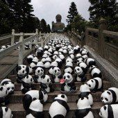 Pandas auf Welttournee