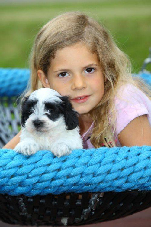 Tierbaby der Woche; 7jährigen Ciara mit 7 Wochen alten Malteser Shih Tzu Kreuzung; Infos unter 06502833288