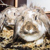 Einsame und treue Vierbeiner warten im Dornbirner Tierheim auf liebevolle Menschen