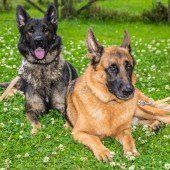 Bosco und Benny sind Papa und Sohn und suchen gemeinsam ein neues Zuhause
