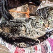 Schmusekatzen und liebe Hunde suchen ein neues Zuhause