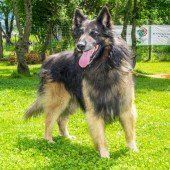 Anubis und seine Freunde brauchen Liebe