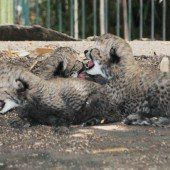 Wieder Gepardennachwuchs in Schönbrunn