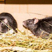 Herbert, Oswald und ihre Freunde