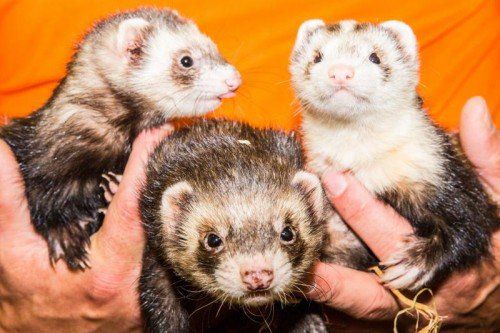 Vorarlberger Tierschutzheim, Biffi, Goofi, Weenie, Frettchen, nur zusammen zu vermitteln!